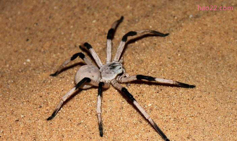 世界上体型最大的蜘蛛 巨型鸟食狼蛛排第一 